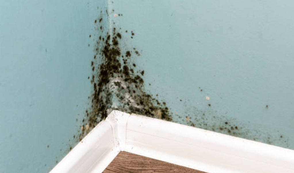 Mold Damage