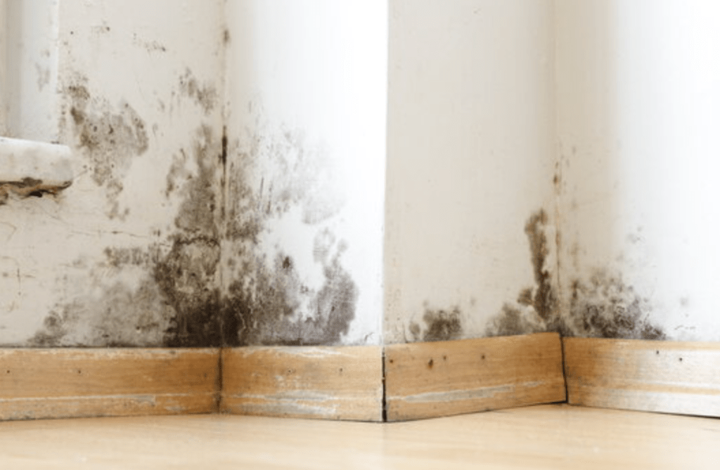 Mold in home
