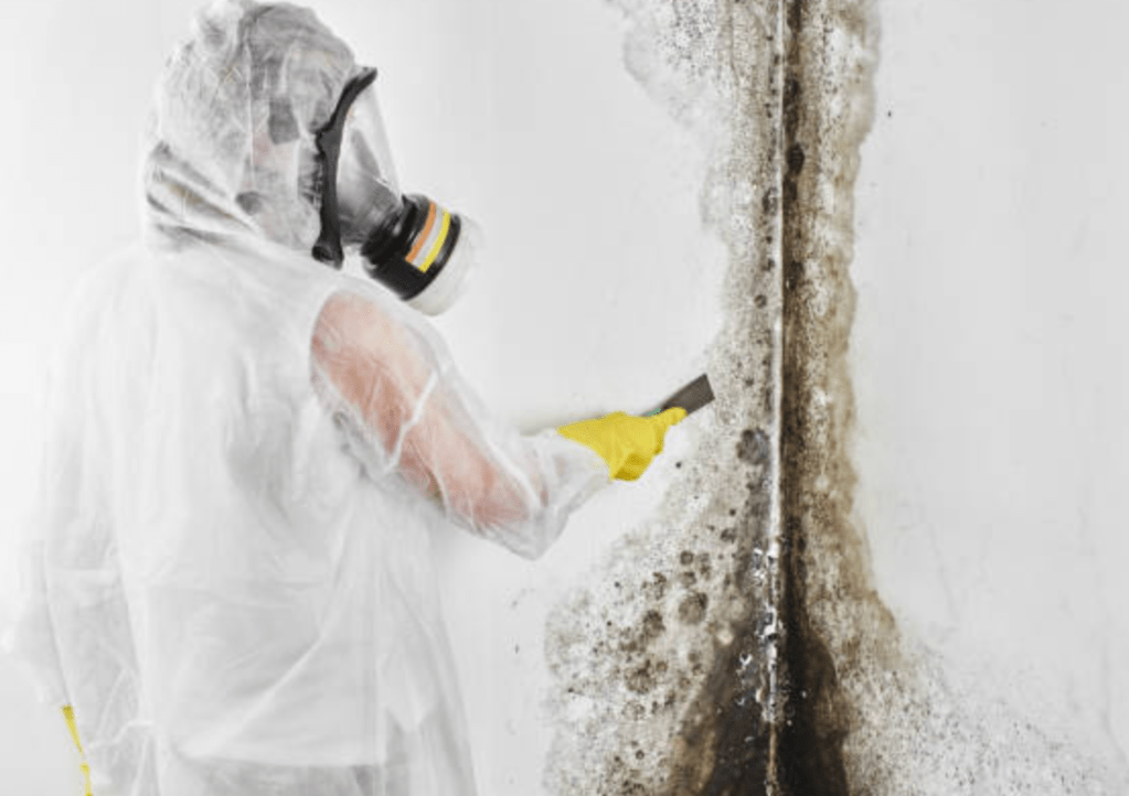 Mold Removal